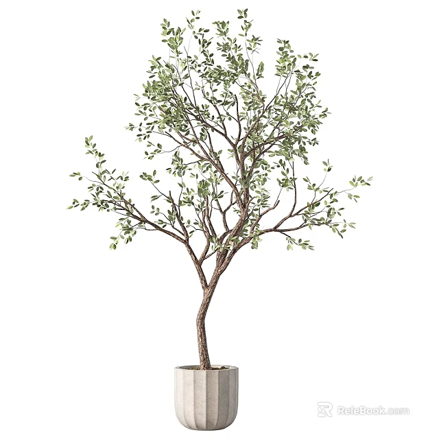 Bonsai Tree with Slender Trunk and Green Leaves in White Cylindrical Pot 3d model 