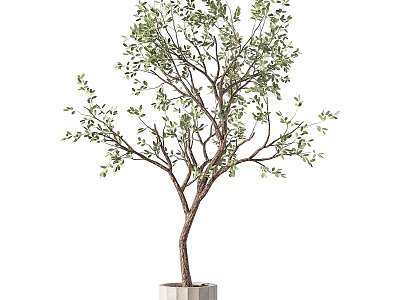 Bonsai Tree with Slender Trunk and Green Leaves in White Cylindrical Pot 3d model