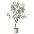 Bonsai Tree with Slender Trunk and Green Leaves in White Cylindrical Pot