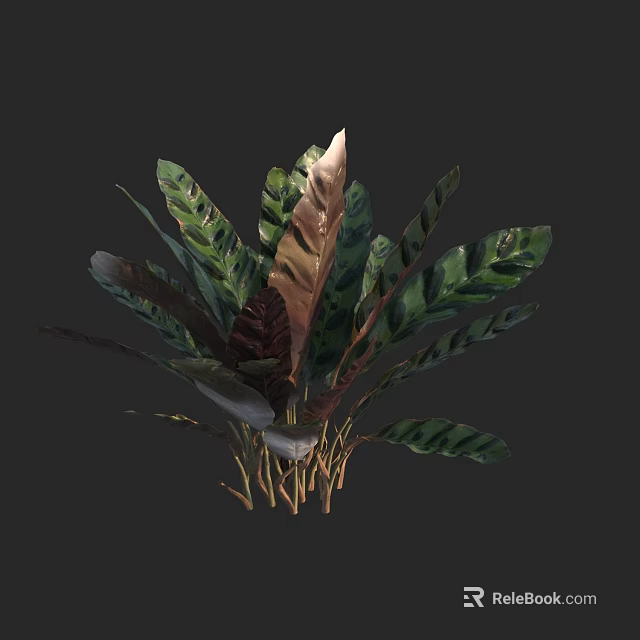 Tropical Plant Features Green And Brown Broad Leaves Distinctive Stripes And Brown Stems 3d model 
