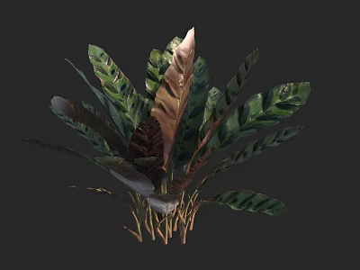 Tropical Plant Features Green And Brown Broad Leaves Distinctive Stripes And Brown Stems 3d model