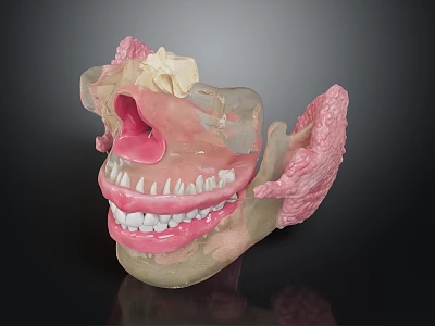 Detailed Oral Anatomy Model Showing Teeth Gums Jaw And Bone Structure 3d model