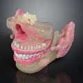 Detailed Oral Anatomy Model Showing Teeth Gums Jaw And Bone Structure