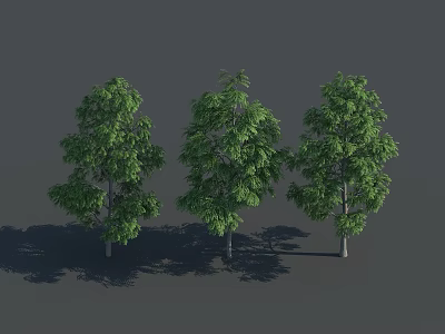 Three Arbor Trees with Green Leaves and Straight Trunks against Gray Background with Natural Shadows 3d model