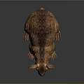 Realistic Brown Furry Animal Model With Long Ears And Short Legs