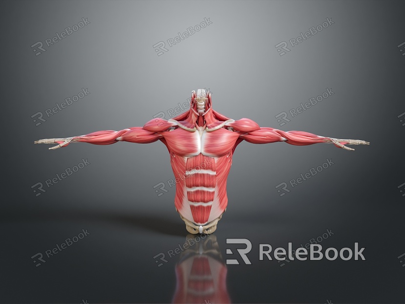 Muscle Human Muscle Human Muscle Human Muscle Tissue Human Organ model