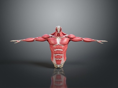 Muscle Human Muscle Human Muscle Human Muscle Tissue Human Organ model