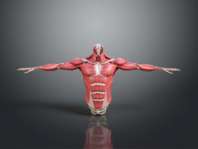 Educational Medical Anatomical Model Displaying Human Upper Body Muscle Structure With Outstretched Arms 3d model