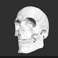 Anatomical Human Skull Model in White Color Isolated on Black Background 3d model
