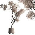 Decorative Bonsai Tree With Curved Branches And Delicate Foliage In Minimalist Planter