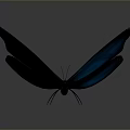 Vibrant Blue Butterfly With Black Edged Wings On Gradient Gray Background