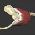 3D Anatomical Model of Human Hip Joint Showing Bone and Muscle Structure