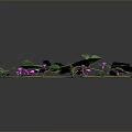 Green Trailing Vine Plant with Large Leaves and Purple Flowers Growing on Dark Background