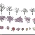 Different Types of Arbor Trees with Bare Branches Blooming Pink Flowers and Colorful Leaves