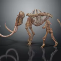 Complete Mammoth Skeleton With Bony Organ Structure And Long Curved Tusks