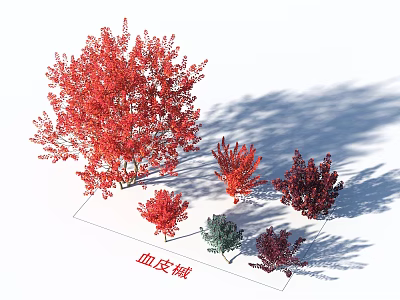 Bloodbark Maple Arbor With Vibrant Red Leaves And Various Colorful Varieties 3d model