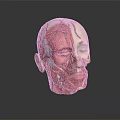 Human Head Anatomical Model Displaying Internal Organs Muscles Vessels and Hair Follicle Systems