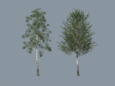 Two Birch Trees With White Bark And Green Leaves Isolated On Gray Background 3d model