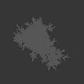 Lush Green Arbor Tree With Dense Branches And Foliage Isolated On Black Background