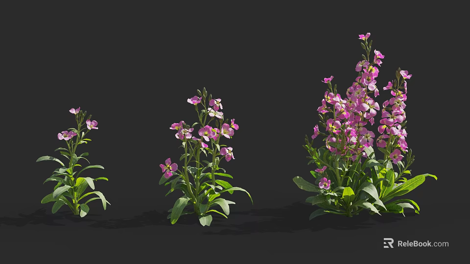 Pink Flowering Plants with Green Leaves in Different Growth Stages Against Black Background 3d model 