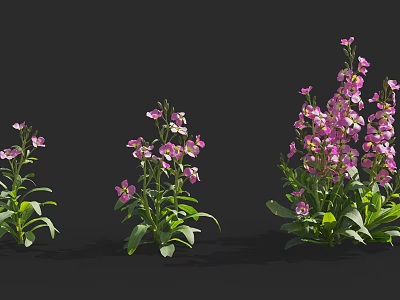 Pink Flowering Plants with Green Leaves in Different Growth Stages Against Black Background 3d model