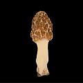 Modern Tricholoma matsutake 3d model