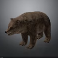Realistic Brown Bear With Thick Fur Standing In Natural Wildlife Environment