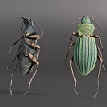 Flying Insects Two Beetles with Dark and Green Color Striped Body and Detailed Legs