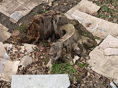 Shrub Growing Around Tree Stump With Stone Slabs Fallen Leaves And Grass 3d model