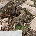 Shrub Growing Around Tree Stump With Stone Slabs Fallen Leaves And Grass