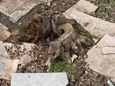 Shrub Growing Around Tree Stump With Stone Slabs Fallen Leaves And Grass 3d model