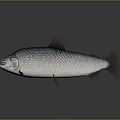 Fresh Silver Scaled Fish With Red Fins And Detailed Eyes For Kitchen Cooking Ingredient