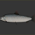 Catfish Carp Sturgeon Bass Freshwater Fish Various Carp Grass Carp Crucian Carp 3d model