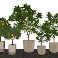Bonsai Potted Plants With Green Leaves And Yellow Fruits In Various Ceramic Pots