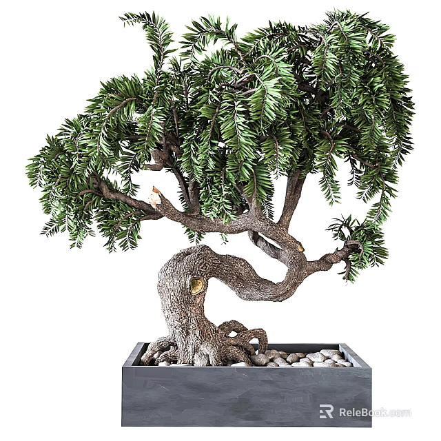 Bonsai Plant With Curved Trunk Lush Green Leaves In Square Pot For Indoor Decoration 3d model 