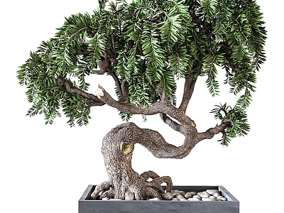 Bonsai Plant With Curved Trunk Lush Green Leaves In Square Pot For Indoor Decoration 3d model