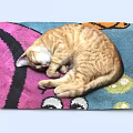 Fluffy Orange Cat Curled Up Peacefully Sleeping On Colorful Patterned Blanket 3d model