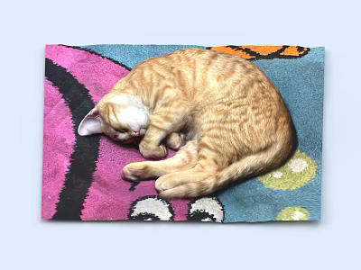 Fluffy Orange Cat Curled Up Peacefully Sleeping On Colorful Patterned Blanket 3d model