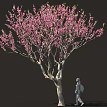 Arbor With Blooming Pink Flowers Curved Trunk And Person Walking Against Dark Background