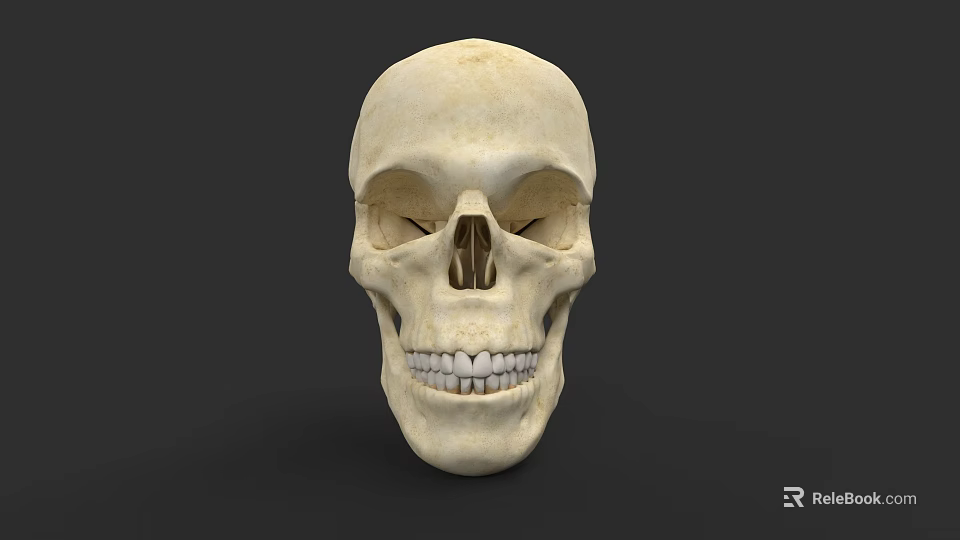 Human Skull Anatomical Structure With Eye Sockets Nasal Cavity And Teeth 3d model 