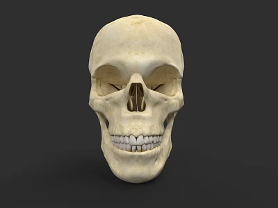 Human Skull Anatomical Structure With Eye Sockets Nasal Cavity And Teeth 3d model