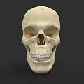 Human Skull Anatomical Structure With Eye Sockets Nasal Cavity And Teeth