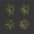 Four Green Herbaceous Plants With Slender Leaves In Natural Growth On White Background