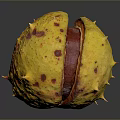 Fresh Edible Chestnut With Spiky Yellow Shell And Red Spots Split Open
