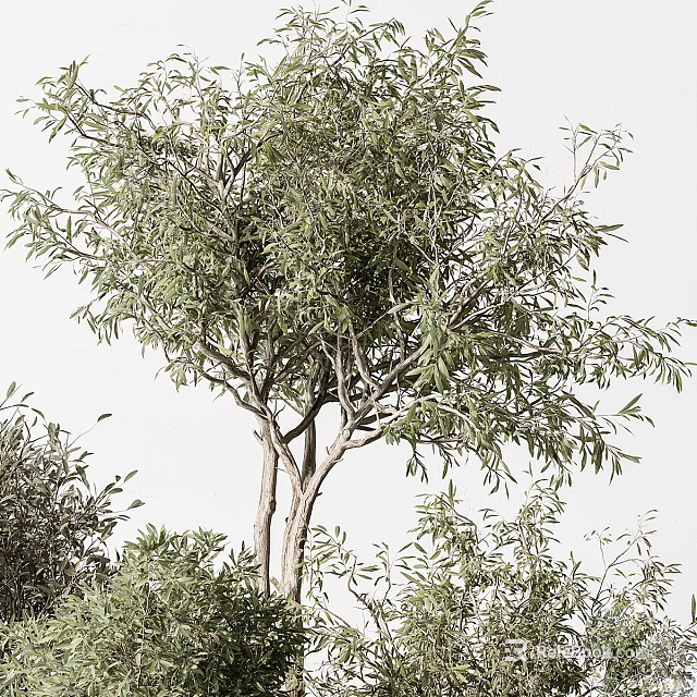 Lush Green Trees With Dense Leaves And Thin Trunks Against White Sky 3d model 
