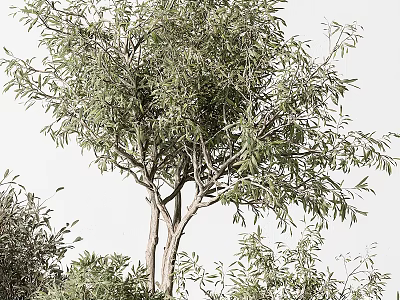 Lush Green Trees With Dense Leaves And Thin Trunks Against White Sky 3d model