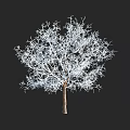 Leafless Tree with Intricate Branches Isolated on Solid Black Background 3d model