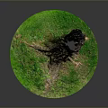 Plant Scene With Tree Stump Small Plants Green Grass Exposed Roots And Trunk Texture