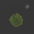 Tall Green Cedar Tree And Vintage Black Street Lamp On White Surface