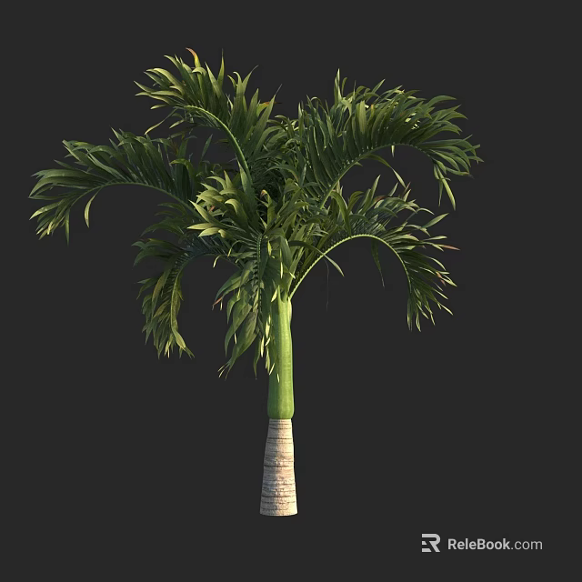 Natural Palm Tree With Lush Green Fronds And Tall Straight Trunk 3d model 